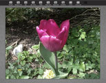 eenvoudige fotobewerking II