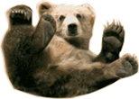 Braune Labradore