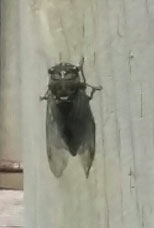 Picture of a noisy bug (Cicada) on a line post