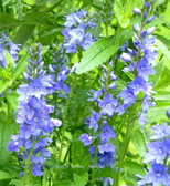 Blaue Sommerblume, Foto: Ilona M. Schütt, www.basenfasten-hamburg.net
