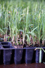 Belcanthus