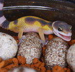 Leopardgecko Inkubation