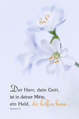 Lewisia, Bitterwurz, Pflanze, Christliche Kunstkarten