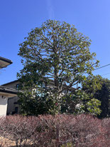 町田市で剪定する植木屋「纏造園」