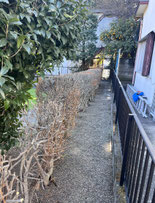 国立市で剪定する植木屋「纏造園」