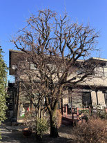 国立市で剪定する植木屋「纏造園」