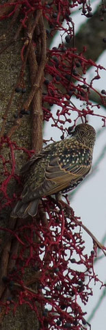 Etourneau sansonnet / European starling / Photo de Crystal Jones