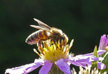 Bienenlehrpfad