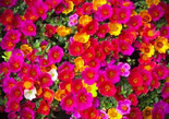 Portulaca