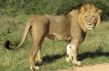 Addo Nationalpark Südafrika