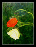 Mohn in Öl  50x70