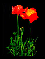 Mohn in Öl 50x70