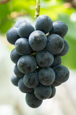 ぶどう★下記のリスト ぶどう 葡萄 ブドウ