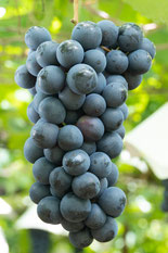 ぶどうの種類 (32種類) - ぶどう狩りの自由園