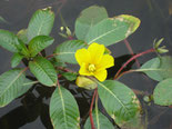 Jussie - Ludwigia peploides