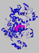 Enzyme COX (rubans bleu) et substrat (acide arachidonique) en rose.