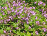  Geranium x cantabrigiense 'Cambridge' - Storchschnabel  www.funke-pflanzen.de