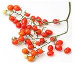 Wildtomaten - Gute Sorten - für Freiland, samenfest & biologisch