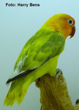 dominant Gescheckt   Agapornis fischeri (Pfirsichköpfchen) 
