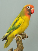 dominant Gescheckt   Agapornis nigrigenis (Rußköpfchen) 