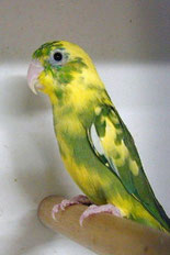 dominant Gescheckt   Forpus conspicillatus (Augenringsperlingspapagei) 