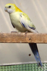 dominant Gescheckt   Platycercus adscitus (Blaßkopfrosellasittich) 