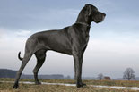 Der Schwarze Hund von Fanö 2003