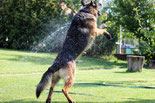 Un chien Berger allemand noir et feu saute en l'air pour attraper l'eau d'un tuyau d'arrosage par coach canin educateur canin charente