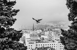 "Volando Su Trieste",  Scorcio di Trieste vista dall'alto del Parco della Rimembranza  ~ "Premio Internazionale Ambasciatore d'Arte"  indetto da Spoleto Arte