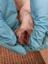 Mobile Tierheilpraxis Wernigerode, Halberstadt, Blankenburg, Goslar, Bad Harzburg, jetzt Termin vereinbaren