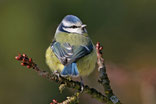 Foto: Mathias Schäf