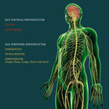 Das nervensystem