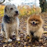 zwei Hunde im Wald