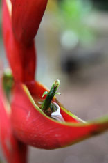 Costa Rica img-0687