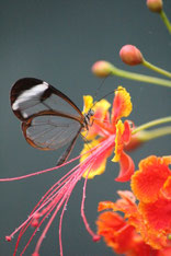 Costa Rica img-1725