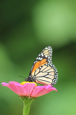 Costa Rica img-1078