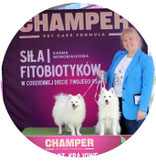 World Japanese Spitz Day, official representative, WJSD, Japanese Spitz, Spitz, dogs, white dog, holiday, Dominika Kuczara, Poland, Magical Bijin FCI kennel
