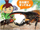 世界のカブトムシ・クワガタムシ