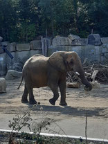 Elefant im Zoo Schönbrunn