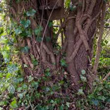 ivy strangling tree