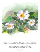christliche Karten, Heckenrose, sei nur wieder zufrieden