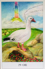 Guidance des oiseaux - séance indiv. uniquement