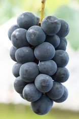 ぶどうの種類 (32種類) - ぶどう狩りの自由園