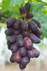 ぶどう★下記のリスト ぶどう 葡萄 ブドウ