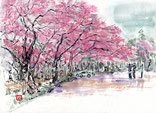 宗國仙嬌  多摩の桜並木