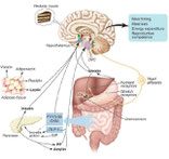 los secretos de un cuerpo saludable