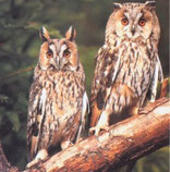 Die Waldohreule unterscheidet sich vom Waldkauz durch die Federohren.