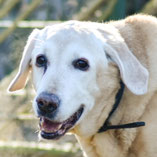 Hund Jack: Erfolgreich vermittelt von Pechpfoten e.V.