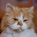 roter Perser-Kater sucht über Pechpfoten e.V. in Wuppertal ein neues Zuhause