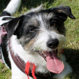 Jack-Russell-Terrier Rüde Bonnie hat über Pechpfoten e.V. ein neues Zuhause gefunden